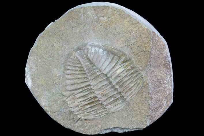 Partail Ogyginus Cordensis - Classic British Trilobite #75931
